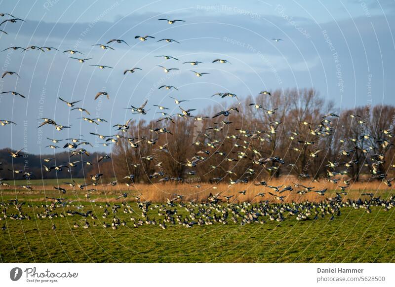 Ringelgans Schwarm - Fluchtstart in einem Naturschutzgebiet an der Ostsee Vogelschwarm fliegen Himmel Vogelflug Wildtier Zugvogel Vogelzug Flügelschlag