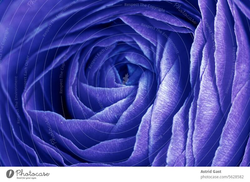 Nahaufnahme von den Blütenblättern einer Rose in blau blume rose anemone blütenblätter natur pflanze makro blühen schönheit flora aufblühen blütenblatt floral