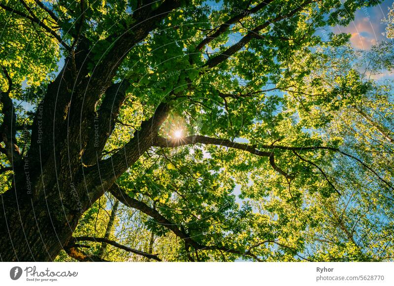 Sommer Sommerzeit Sonnenlicht Sonnenschein durch Eiche Wald Baum. Sunny Natur Holz Sonnenlicht. Close up grün Grün üppigen Zweigen niemand Tageslicht schön