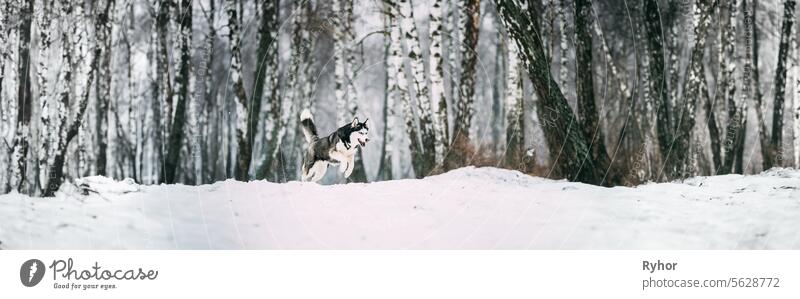 Siberian Husky Hund Funny Running Outdoor In verschneiten Wald am Wintertag copyspace grau Tier Natur jung laufen Rassehund sibirisch Panoramaschuss aktiv
