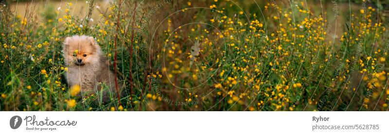 Junge glückliche weiße Welpe Pomeranian Spitz Welpen Hund sitzt im Gras und wilden Blumen. Panorama, Panoramablick Schuss Szene kopieren Raum niemand im Freien