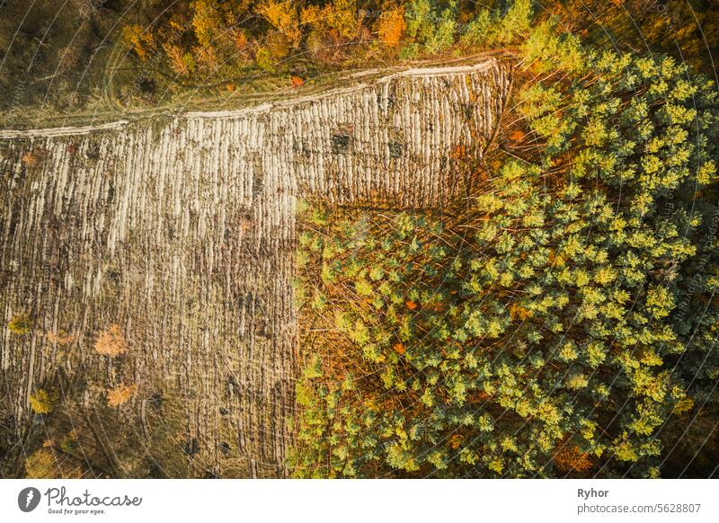 Luftaufnahme grünen Kiefernwald in Abholzung Bereich Landschaft. Top-Ansicht der europäischen Natur aus hoher Haltung im Herbst Saison. Drone Ansicht. Vogelperspektive eine Abholzungszone schneidet durch Wald. Flache Ansicht