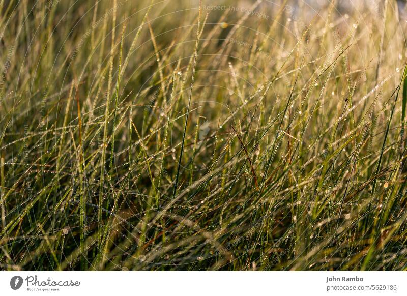 Langes dünnes grünes Sumpfgras mit Morgentau. Nahaufnahme mit selektivem Fokus und Unschärfe. natürlich Pflanze Farbe Natur Tau Sommer lang Sumpfgebiet Gras