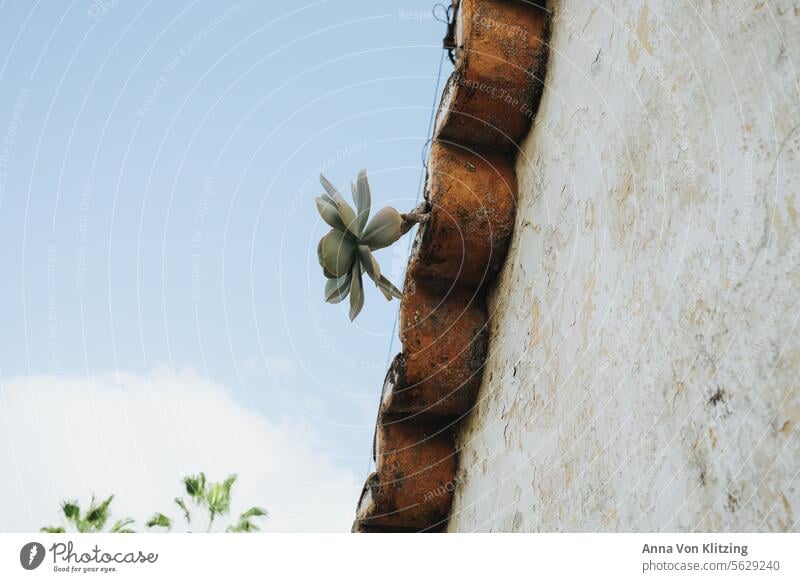 Sukkulente wächst aus altem dach Dach Himmel Spanien Blauer Himmel Sommer Sonne altes gebäude Pflanze