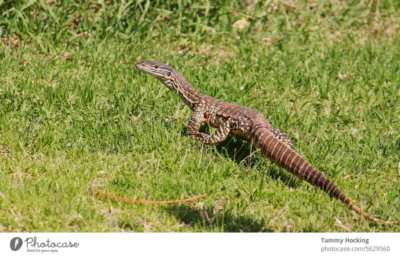 Sand Goanna läuft über den Rasen, nachdem er Erdbeeren gegessen hat Lizard Tier Reptil Tierwelt Natur wild Kreatur Wildtier grün
