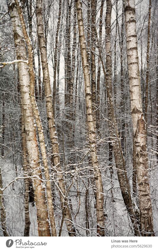 Die Birken im Wald sind mit Schnee bedeckt und bilden eine malerische Winterlandschaft. Die Natur zeigt sich an diesem kühlen Nachmittag im Freien in ihrer ganzen Pracht.