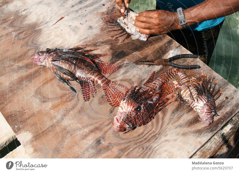 jemand säubert Rotfeuerfische auf einer Seebrücke Seewolf Reinigen Fisch Pier Hände Messer Filet fangen Fang des Tages frisch Sauberkeit Fischer Ernährung