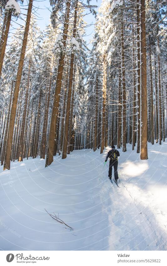 Skilangläufer mittleren Alters (50-55) zieht seine eigene Spur im Tiefschnee in der Wildnis bei sonnigem Morgenwetter in den Beskiden, Tschechische Republik