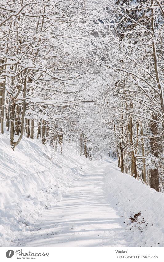 Die Sonne dringt durch die verschneiten Äste auf den Waldweg. Ein Spaziergang im weißen Paradies in den Beskiden, Tschechische Republik Schnee Winterlandschaft