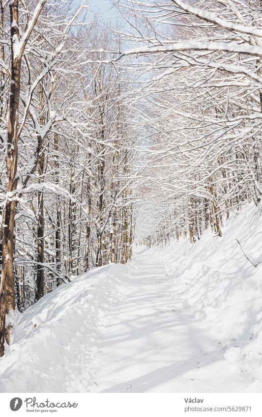 Die Sonne dringt durch die verschneiten Äste auf den Waldweg. Ein Spaziergang im weißen Paradies in den Beskiden, Tschechische Republik Schnee Winterlandschaft