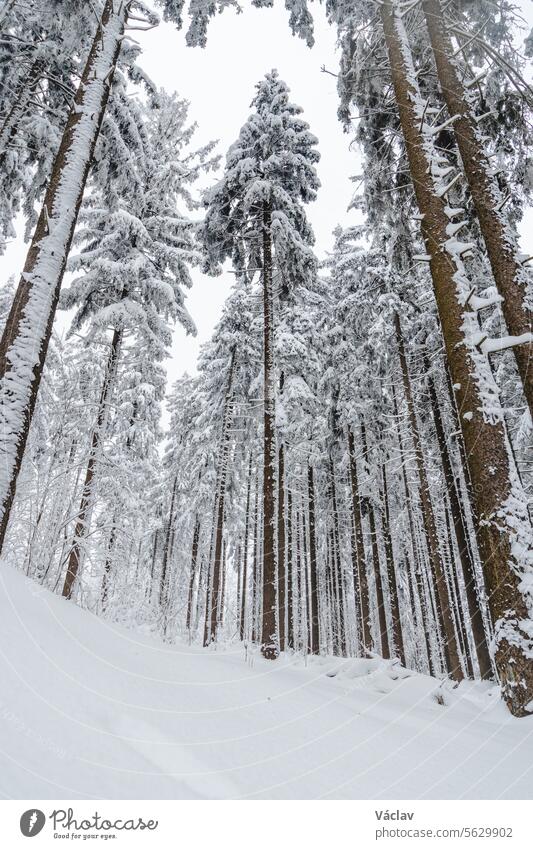 Winterliche Natur in den Beskiden im Osten der Tschechischen Republik. Fichtenwald unter einer weißen Schneedecke und Nebel am Morgen. Ein Wintermärchen. Januar