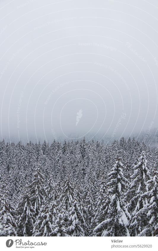 Winterliche Natur in den Beskiden im Osten der Tschechischen Republik. Fichtenwald unter einer weißen Schneedecke und Nebel am Morgen. Ein Wintermärchen. Januar