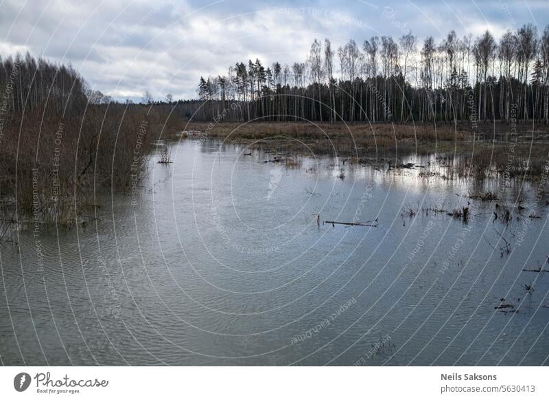 Der Fluss Sesava in Lettland im Weihnachtshochwasser. Überschwemmter Fluss, der an einem bedeckten Wintertag durch den Wald fließt. Reflexion der Waldbäume im ruhigen Fluss