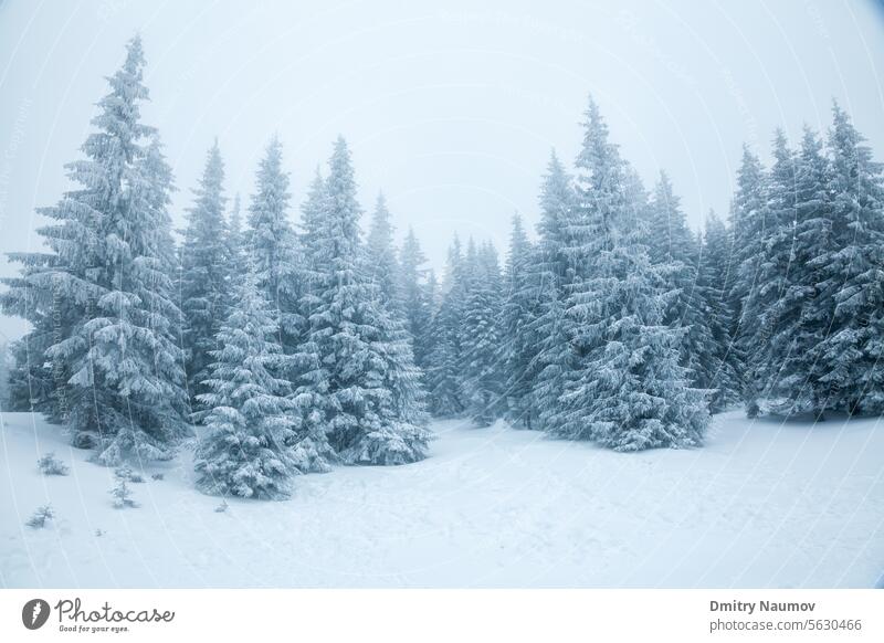 Tannenbäume mit Schnee bedeckt auf einem Berghang Winterlandschaft Slowakische Republik alpin Hintergrund Schneesturm Windstille Kälte Klima kalt Konifere