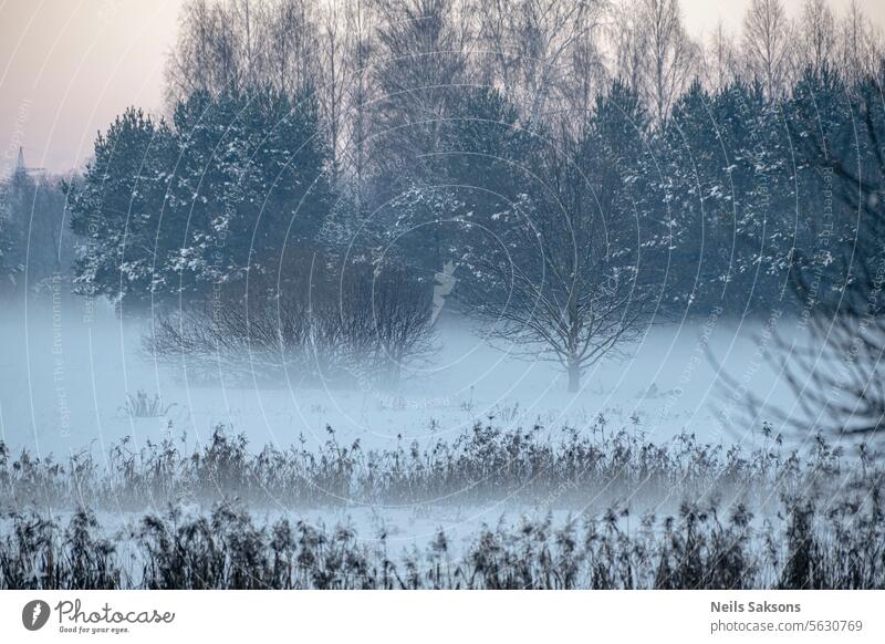 schneebedecktes Feld mit Bäumen in kaltem, nebligem Wintermorgen Hintergrund schön Schönheit blau Ast hell Buchse Weihnachten Land Tag Dezember tief Fee