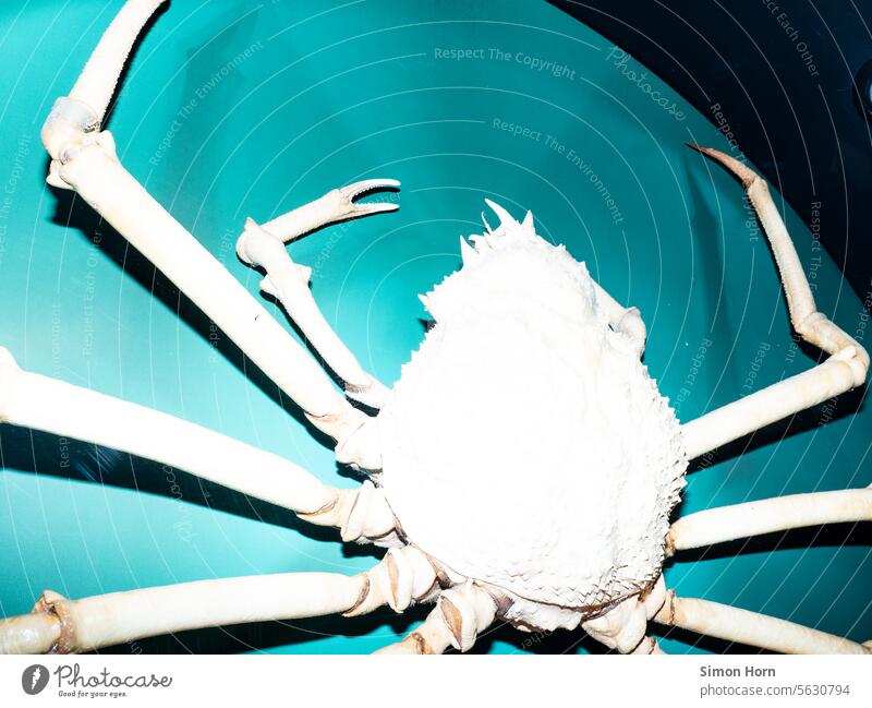 Riesenkrabbe vor grüner Wand in einem Naturkundemuseum Unterwasser Tierwelt Unterwasserwelt Zangen Kriechtier gruselig beängstigend gepanzert Ausstellung