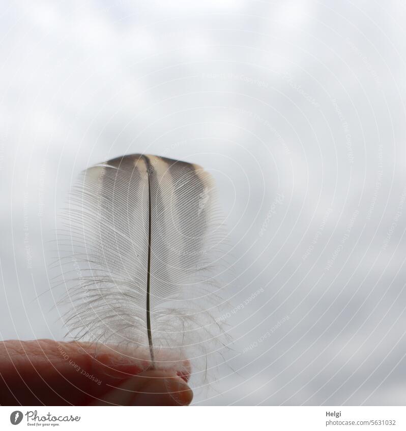 federleicht Feder Vogelfeder Finger zart filigran weich Leichtigkeit Nahaufnahme Makroaufnahme natürlich Menschenleer Himmel Wolken grau braun weiß