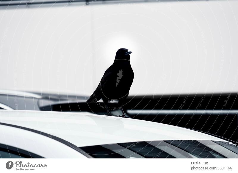 Auf dem Dach eines geparkten Autos sitzt eine Krähe Autodach Außenaufnahme PKW Reflexion & Spiegelung Autofahren Verkehrsmittel Fahrzeug Straßenverkehr Vögel
