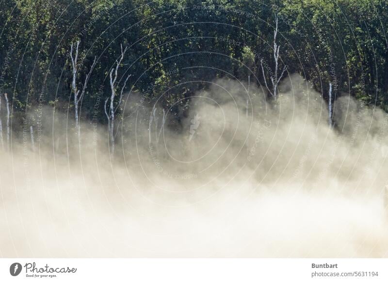 Staubnebel vor Birkenwald Sand Baum Wald Natur Außenaufnahme Umwelt Klimawandel trocken Trockenheit Dürre heiß Erde Boden Hitze Erwärmung globale Erwärmung