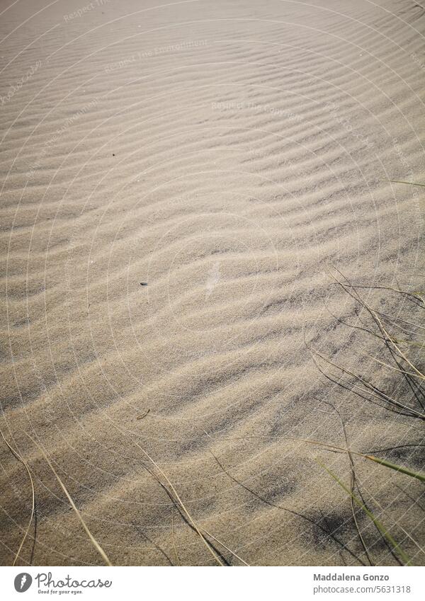 vom Wind geformte Linien im Sand am Strand Meer Küste Küstenstreifen trockenes Gras trocknen Natur natürlich wüst desertierend Hintergrund Textur Muster