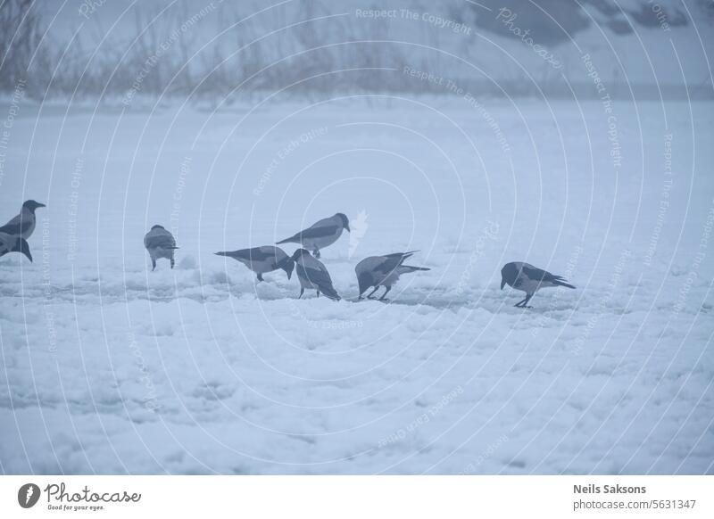 Nebelkrähen sammeln die Essensreste von Fischern auf dem Eis eines zugefrorenen Flusses ein Tiere Vogel Vögel schwarz Brot Akkordata Klasse kalt abholen cornix