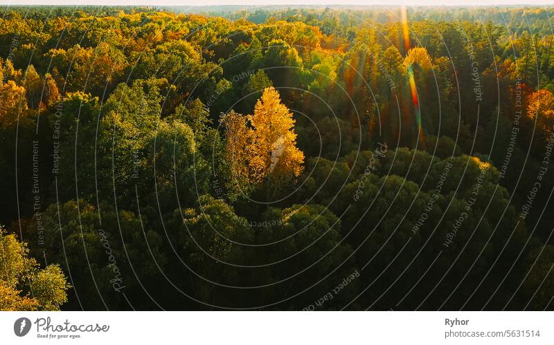 Calm Flug durch Herbst Herbst Wald während schönen Sonnenuntergang E Abend Schönheit in der Natur Kofferraum Umwelt Glanz Fliege gelb Holz friedlich Szene
