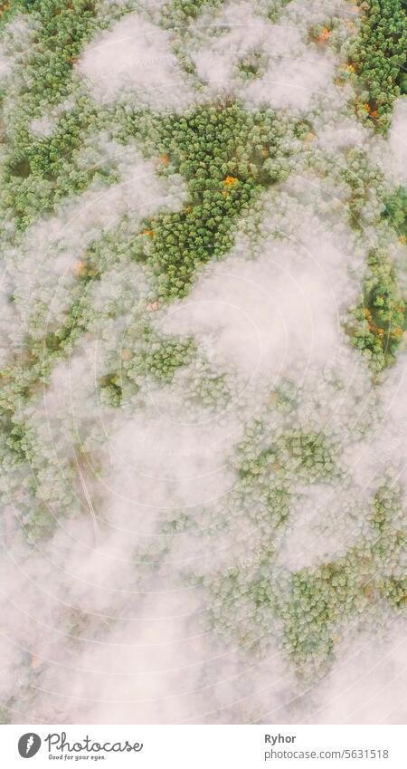 Wolken bewegen sich über Herbst Kiefer Wald. Aerial View Flight Above Amazing Misty Forest Landscape. Scenic View Of Autumn Foggy Morning In Misty Forest Park Woods. Natur Erhöhte Ansicht