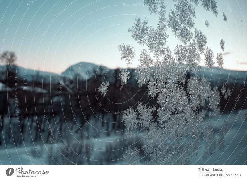 Eiskristalle mit Berg im Hintergrund Winter Frost kalt gefroren Natur frieren Kälte Winterstimmung weiß Wintertag frostig winterlich Jahreszeiten Wetter
