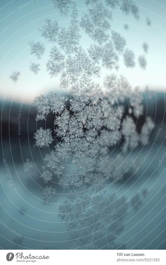 Wenn Eiskristalle an Glasfenstern funkeln Fenster Schnee kalt Winter weiß gefroren frieren frostig winterlich Frost Winterstimmung Kälte Natur