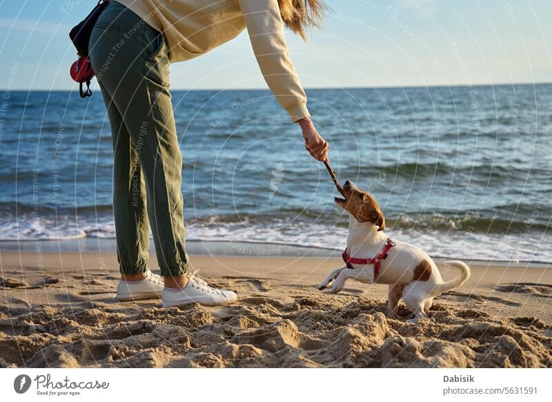 Frau und ihr Hund haben Spaß am Sandstrand Tier Haustier laufen Spielen Strand reisen MEER aktiv Sommer Natur Liebe Glück Spaß haben rennen Lifestyle Training