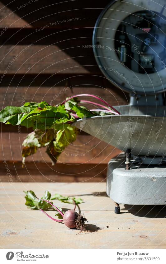 Nahaufnahme des Wiegens von frisch geerntetem Gemüse auf einer Waage im Gemüsegarten an einem sonnigen Tag Rübenkraut Rote Beete Beta vulgaris Speiserübe Garten