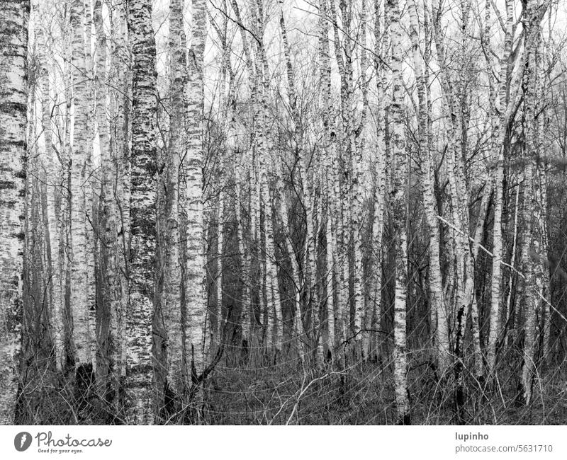 Dichter Birkenwald birkenwald schwarzweiß moor winter kahl natur dicht jung bayern