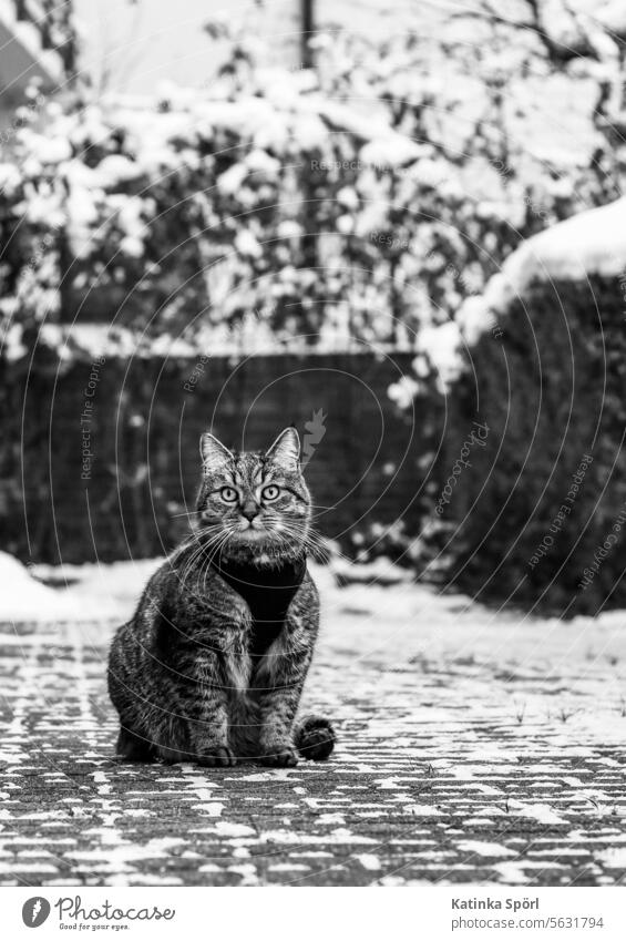 Katze mit Geschirr im Winter Kater Schnee Schwarzweißfoto Haustier Hauskatze Tierporträt beobachten Wachsamkeit Neugier Gassi gehen getigert getigerte Katze