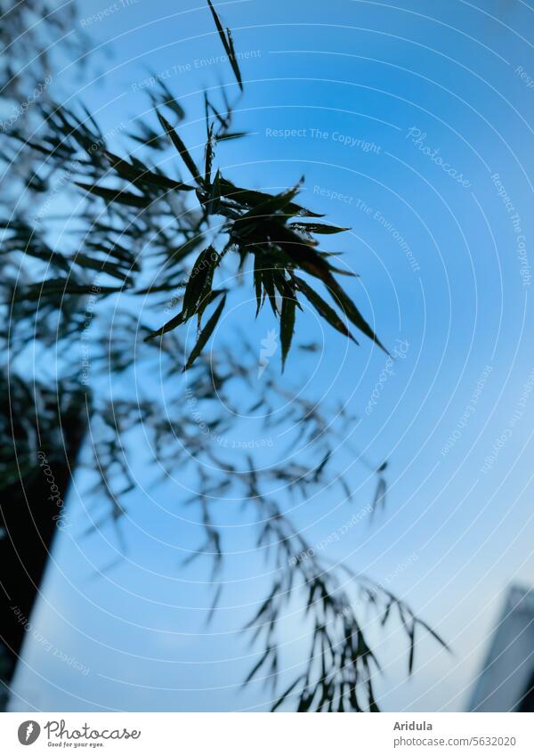 Bambusblätter im Winter Blätter Froschperspektive Himmel Pflanze Unschärfe Garten Blatt