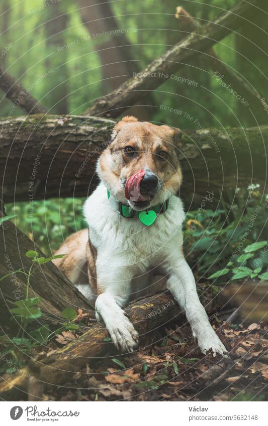 Porträt eines weiß-braunen Hundes mit traurigem Gesichtsausdruck in einem mit blühendem Bärlauch bewachsenen Waldstück. Lustige Ansichten von vierbeinigen Haustieren