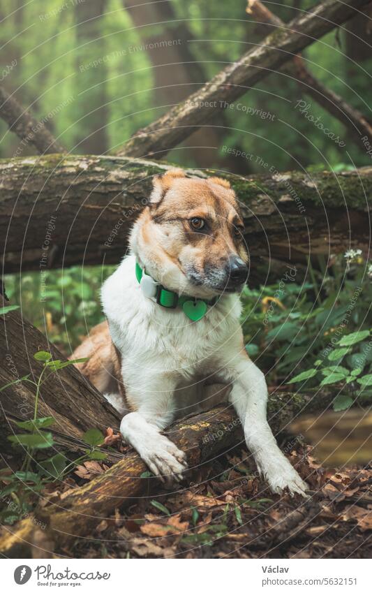 Porträt eines weiß-braunen Hundes mit traurigem Gesichtsausdruck in einem mit blühendem Bärlauch bewachsenen Waldstück. Lustige Ansichten von vierbeinigen Haustieren