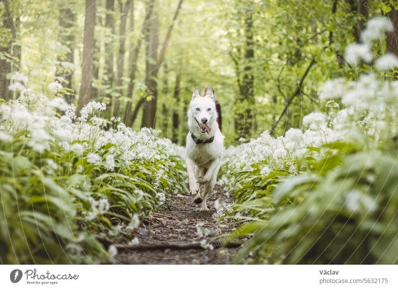 Weißer Siberian Husky mit stechend blauen Augen steht in einem Wald voller Bärlauchblüten. Unverfälschtes Porträt eines weißen Schneehundes sibirischer Husky