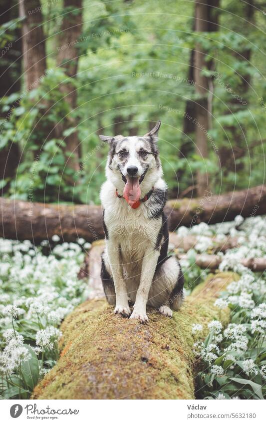 Schwarz-weißer Husky-Malamute-Hybrid, der seinen Aufenthalt in einem mit Bärlauch bewachsenen Waldgebiet genießt. Verschiedene Ausdrucksformen des Hundes. Freiheit für Haustiere