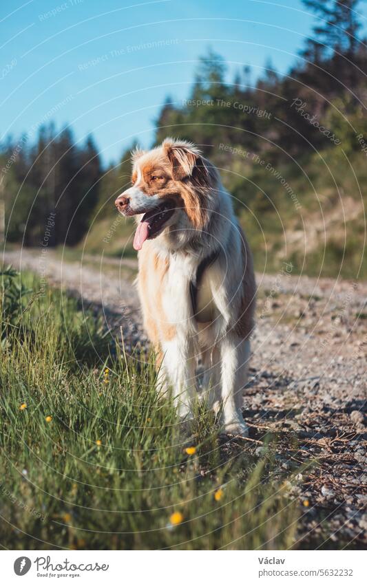 Goldbrauner Welpe mit heraushängender Zunge auf dem Gipfel eines Berges, der den Sonnenuntergang beobachtet Hund Training Liebe Fröhlichkeit Waldgebiet Haustier