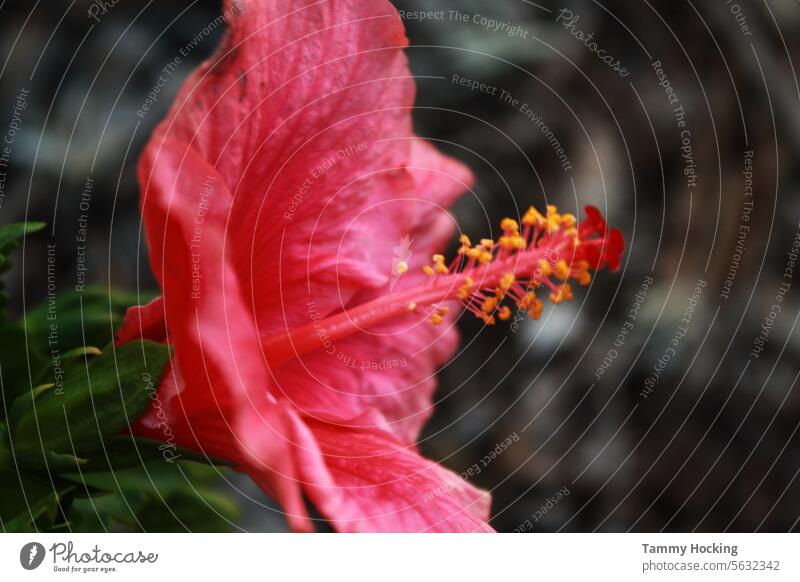 Rosa Hibiskus mit unscharfem Hintergrund Hibiskusblüte verschwommener Hintergrund rosa Blume Nahaufnahme außerhalb