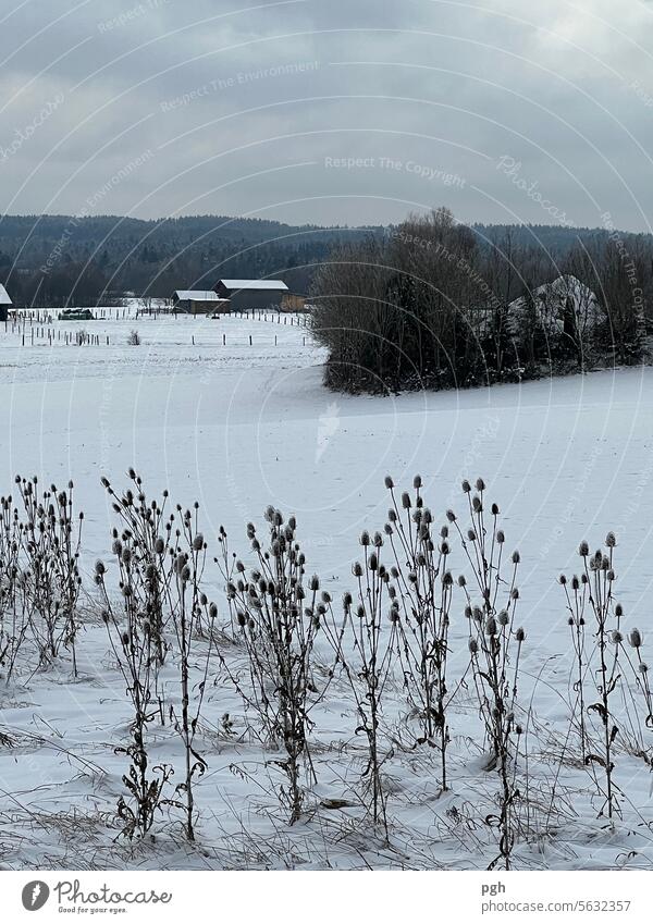Distelaufstand Landschaft trostlos Bauernhof Spaziergang widerstandsfähig Schnee Kälte kälteeinbruch Disteln Wind Winter Winterstimmung Winterstille verweht