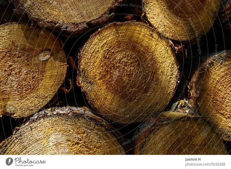 Baumstämme aufgeschnitten Holz Baumstamm im Vordergrund Natur Baumrinde Umwelt Farbfoto Menschenleer Wachstum Tag Strukturen & Formen Detailaufnahme Rinde