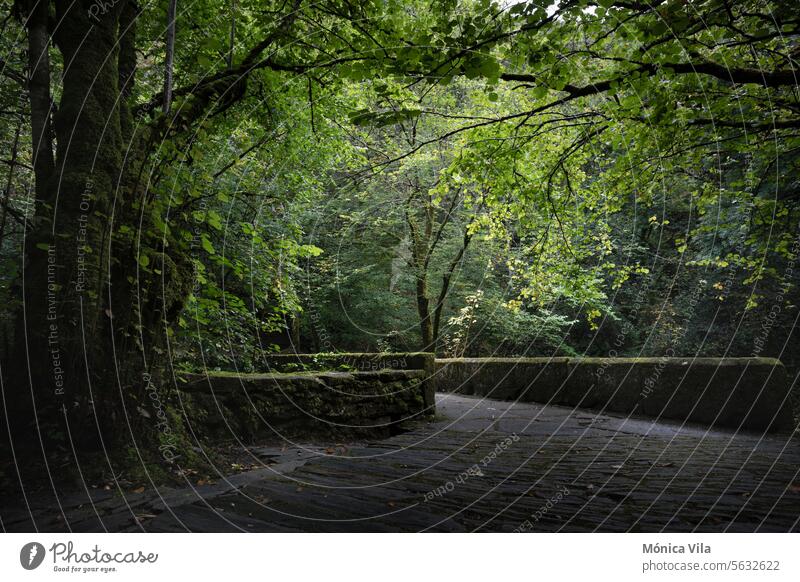 Caaveiro-Brücke in den Fragas do Eume, Galicien, A Capela. Naturpark Fragas do Eume Fluss fragas Wald Galicia Blätter Bäume grün Landschaft Park Baum natürlich