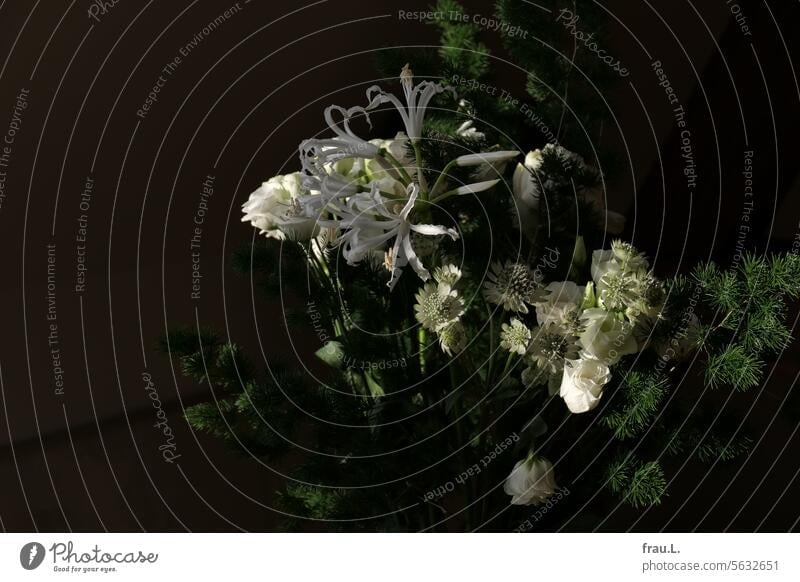 Blumenstrauß Blüten schön Geschenk Weiß Blumenstrauss Geheimnisvoll romantisch Liebe Geburtstag Natur Pflanze Romantik