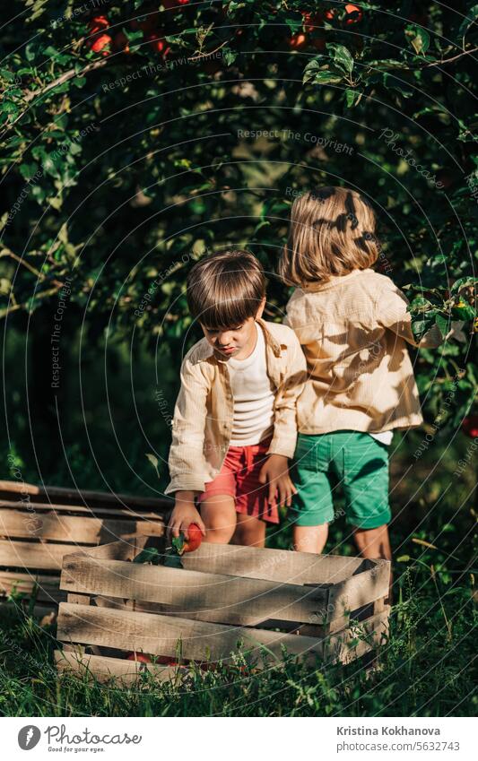 Cute kleine Kleinkind Jungen Kommissionierung bis reifen roten Äpfeln Korb. Brüder im Obstgarten landwirtschaftlich Amerikaner Apfel Herbst Baby Hintergrund