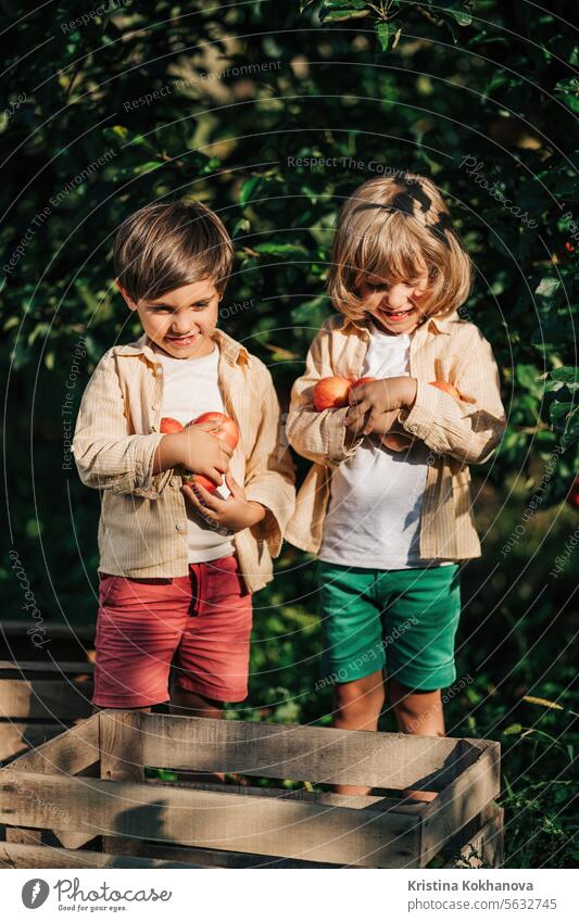 Cute kleine Kleinkind Jungen Kommissionierung bis reifen roten Äpfeln Korb. Brüder im Obstgarten landwirtschaftlich Amerikaner Apfel Herbst Baby Hintergrund