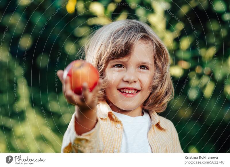 Kleines Kind macht einen Vorschlag und gibt der Kamera einen Apfel. Junge im Obstgarten, Sohn im heimischen Garten landwirtschaftlich Amerikaner Herbst Baby