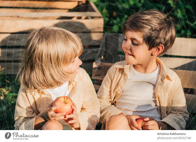 Cute kleine Kleinkind Jungen Kommissionierung bis reifen roten Äpfeln in Korb. Brüder im Garten erforscht Pflanzen, Natur im Herbst. Erstaunliche Szene. Zwillinge, Familie, Liebe, Ernte, Kindheit Konzept