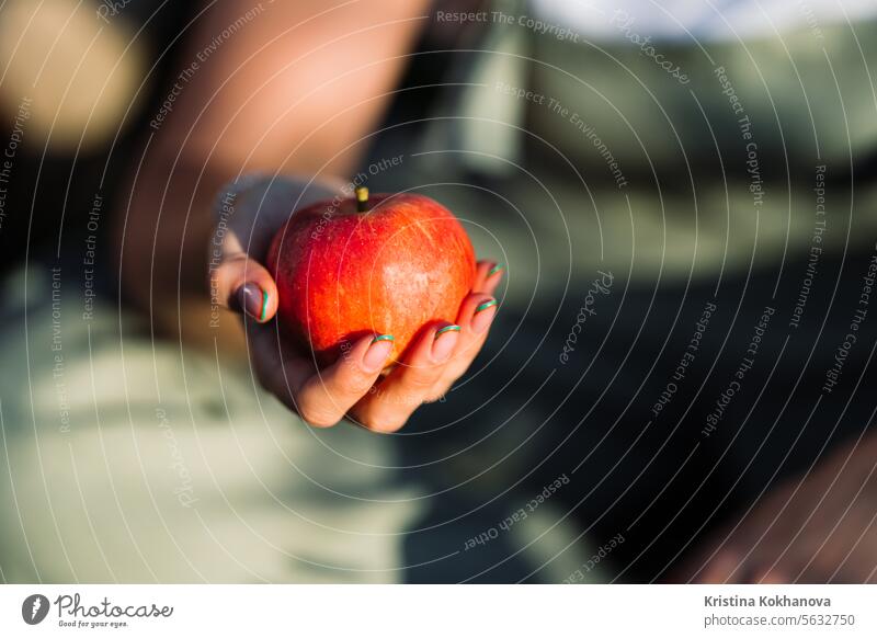 Gärtnerin bietet roten Apfel an. Frau hält reife Früchte in der Hand. Ernte. Foto in hoher Qualität Hintergrund Beteiligung Symbol Schönheit Feier Mädchen Farbe