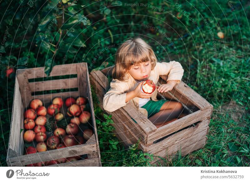 Lustiger kleiner Junge isst saftigen Apfel, sitzt in Holzkiste orchard.organic fruits landwirtschaftlich Amerikaner Herbst Baby Hintergrund Korb Biografie